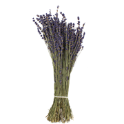 Lavendel 25-35cm
